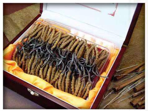 吉阳镇冬虫夏草回收